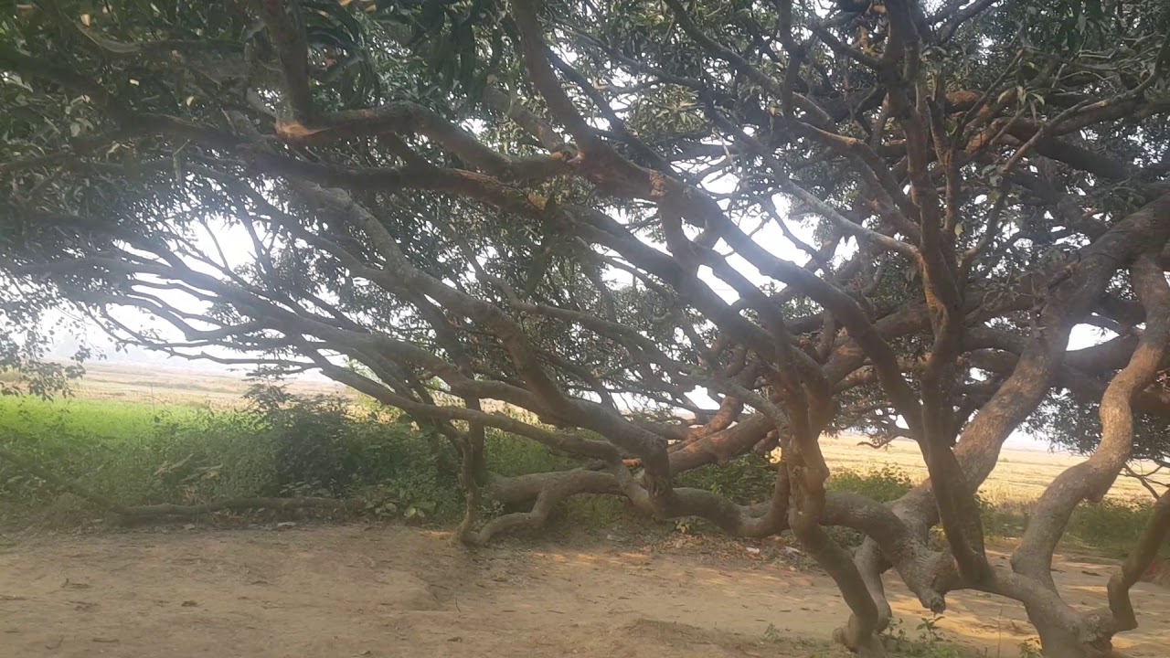 Amazing Mango tree in Nepal