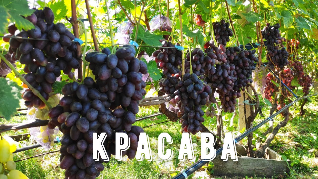 Красава