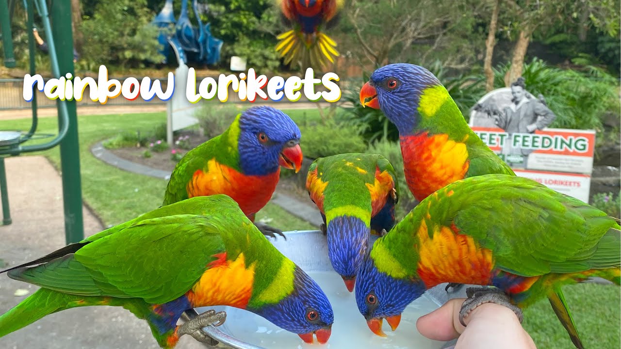 feeding rainbow lorikeets at currumbin wildlife sanctuary!