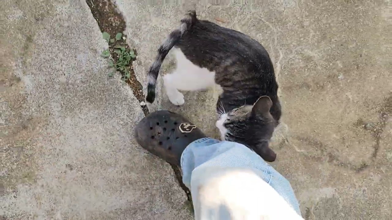 집냥이? 길냥이? 그 중간쯤에 사는 아이들