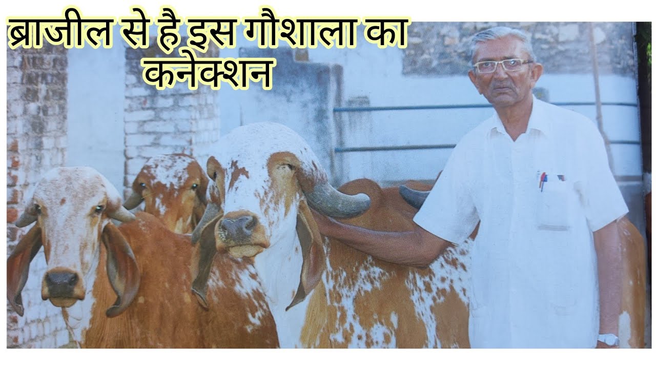 Shree raghuvir gaushala bhadwa 