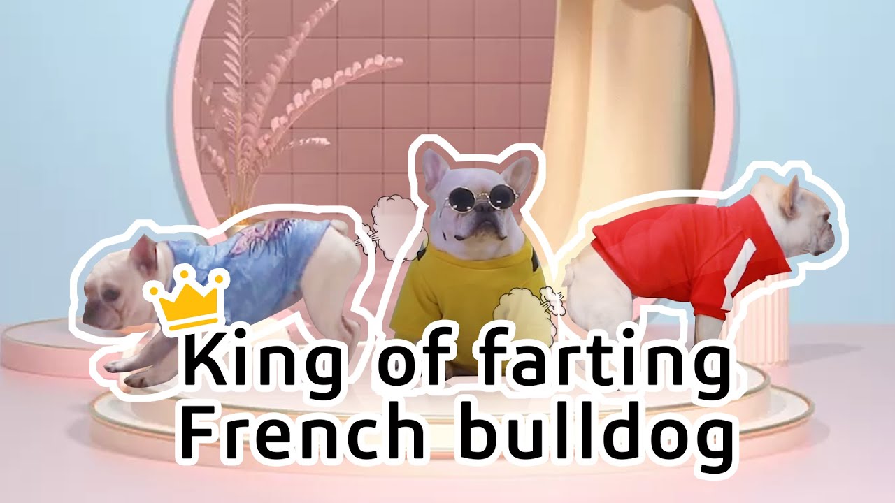King of farts - French bulldog migic farts. laugh my ass off. Trend Funny Pet Video On Tiktok
