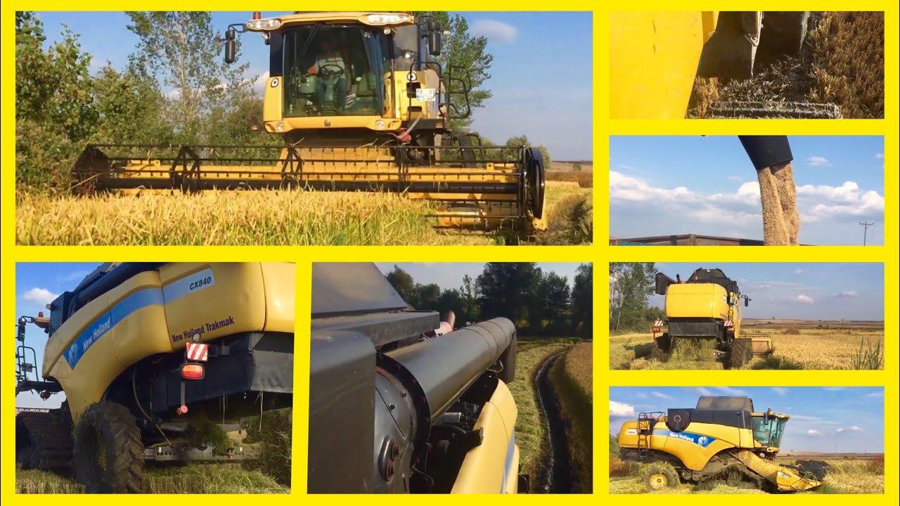 new holland cx 840 | 2019 çeltik hasadı 🌾🌾🌾