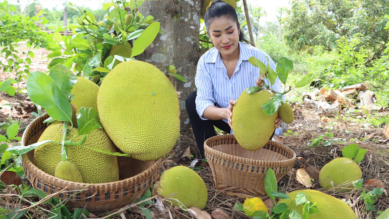 ''Jackfruit recipe'' I harvest jackfruit from backyard for my recipes - Cooking with Sreypov