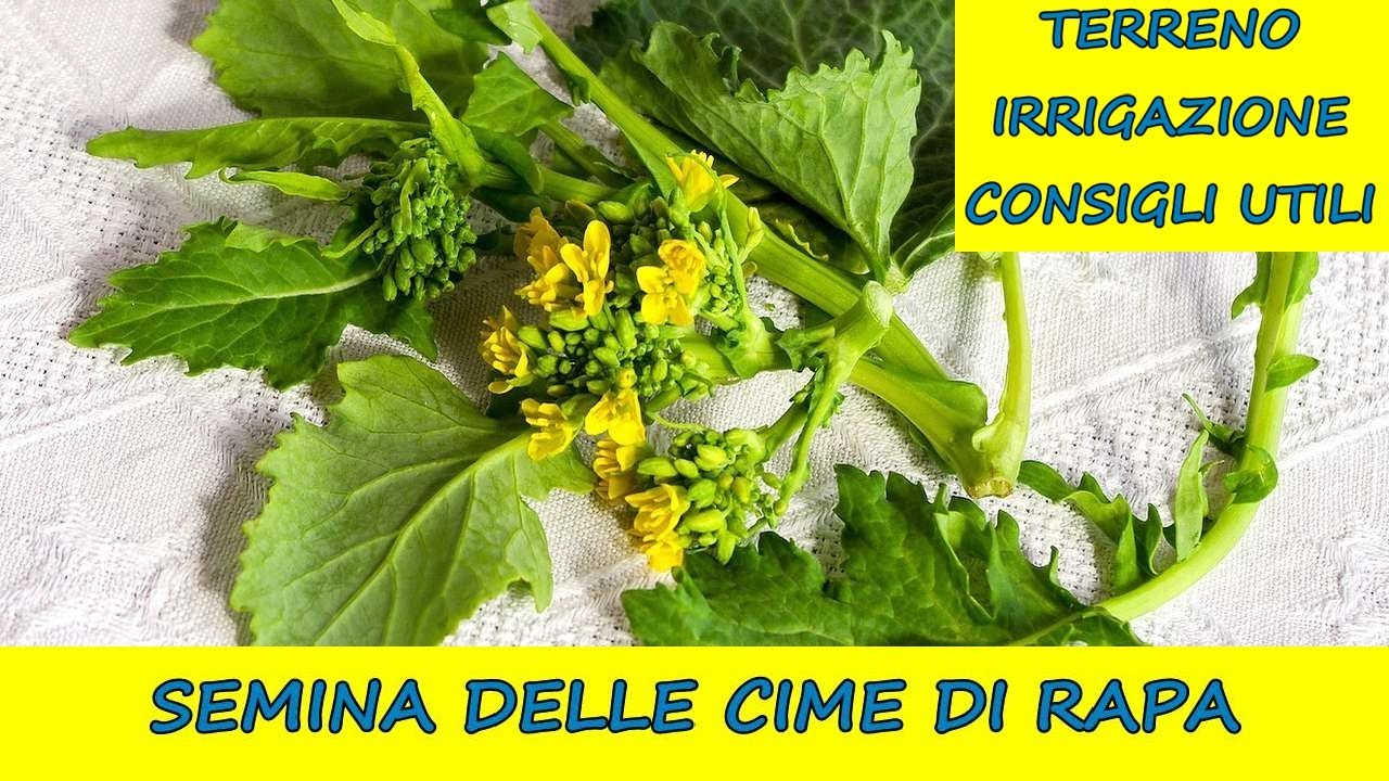 Come si coltivano le CIME DI RAPA o broccoletti!