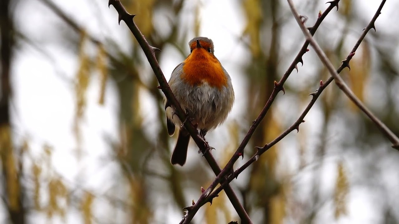 Robin