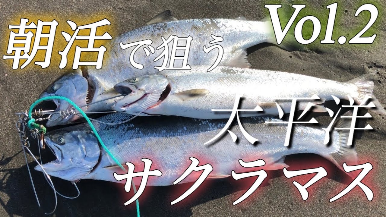 朝活で狙う！太平洋のサクラマス！Vol.2  6月3週目の釣果
