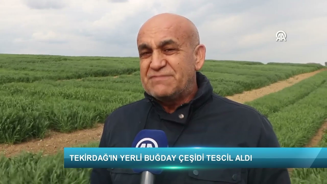 Tekirdağ'ın yerli buğday çeşidi tescil aldı