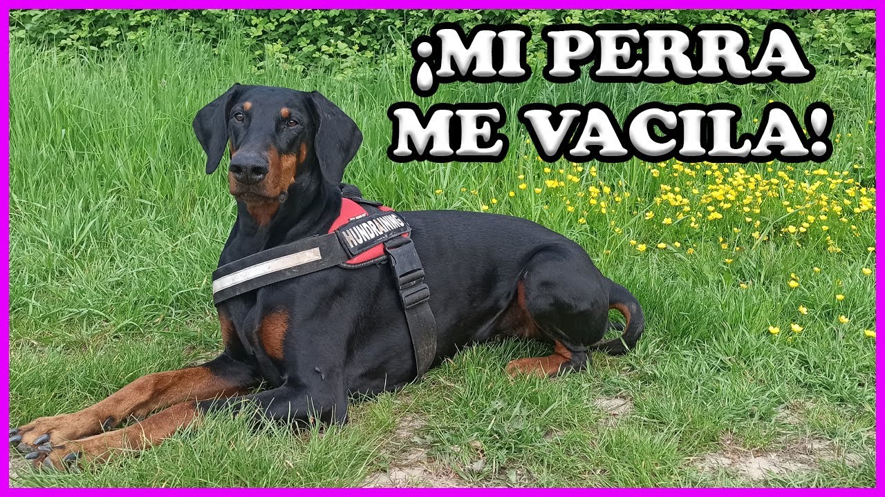 ⭐Y si llamo a mi perro 🐺pero no acude 🖕 Qué hago?😰 (Acudir a la llamada)