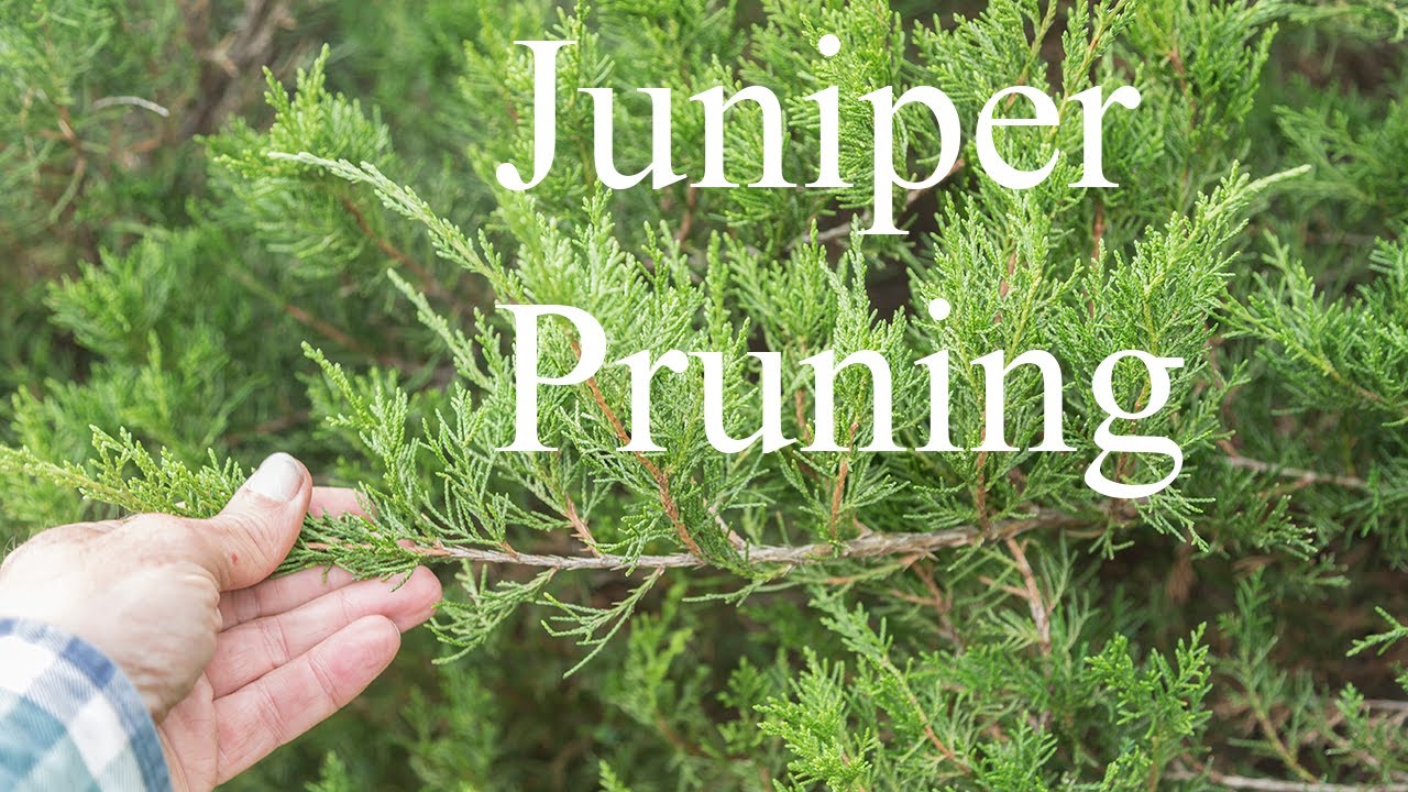 10 22 Juniper Pruning
