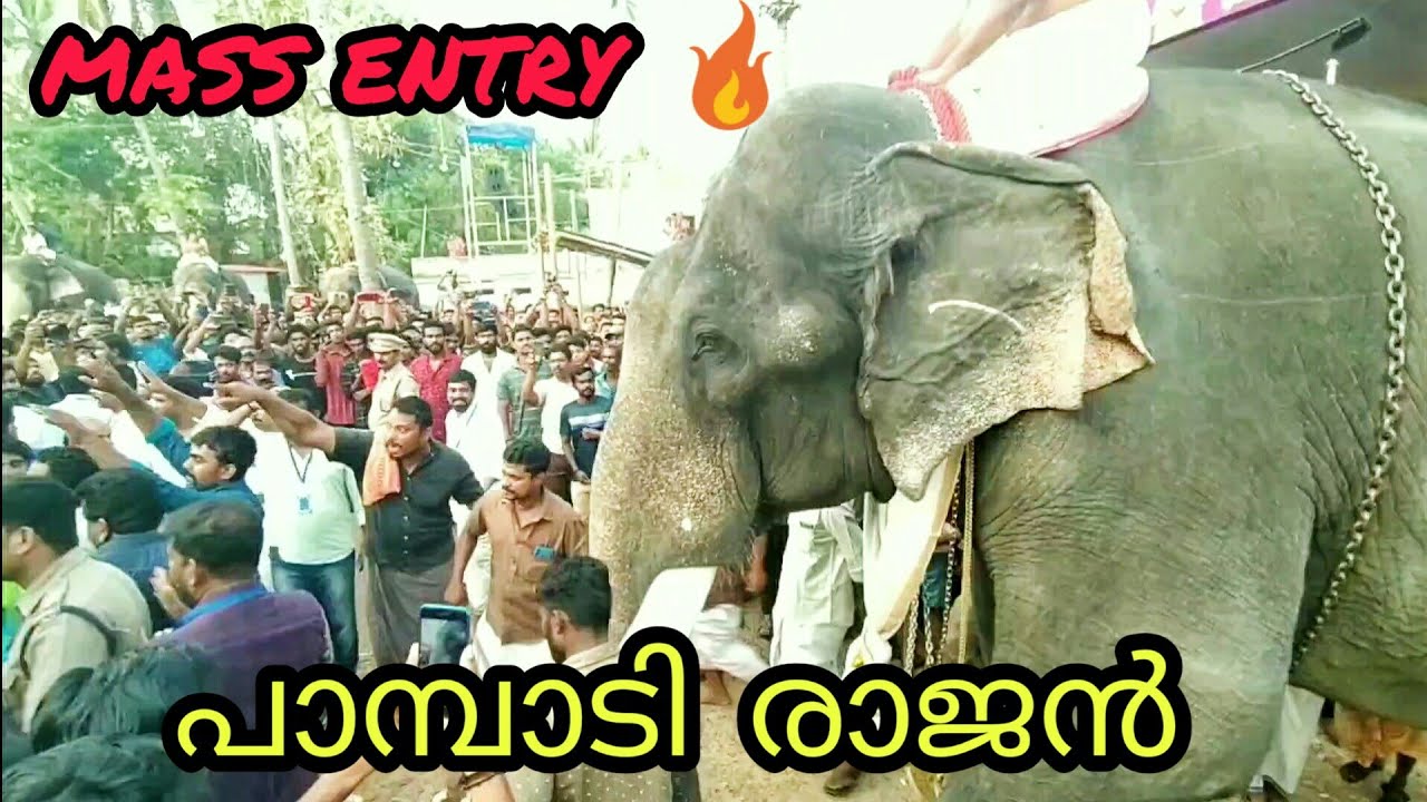 pampadi Rajan mass entry announcment by Sailesh vaikom. Chellamangalam pooram