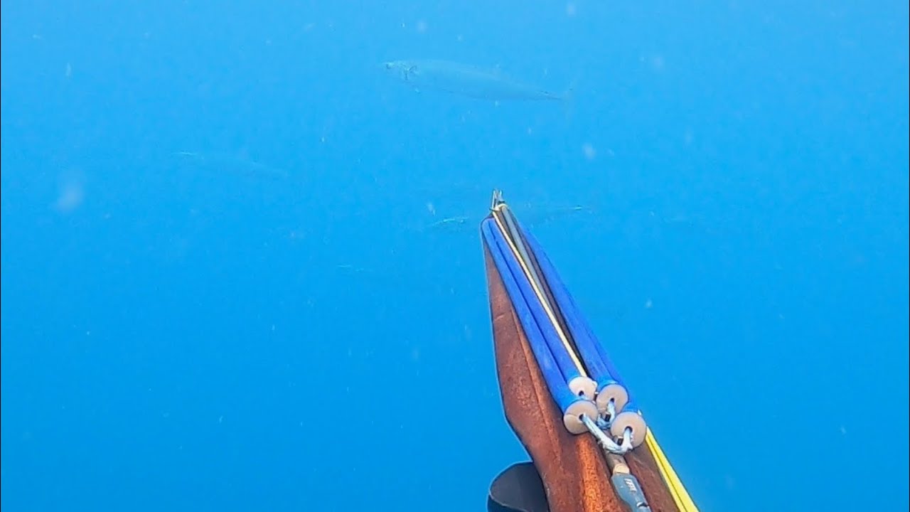 Kingfish and Wahoo in 60ft of Water (Winter Keys 2023 Part 1)