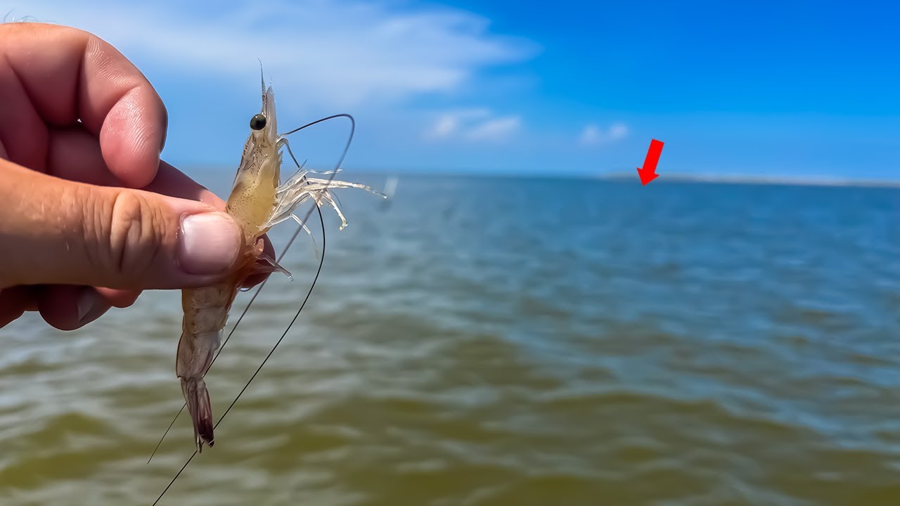 Jet Ski Fishing with LIVE SHRIMP… INSANE What Happened Next!