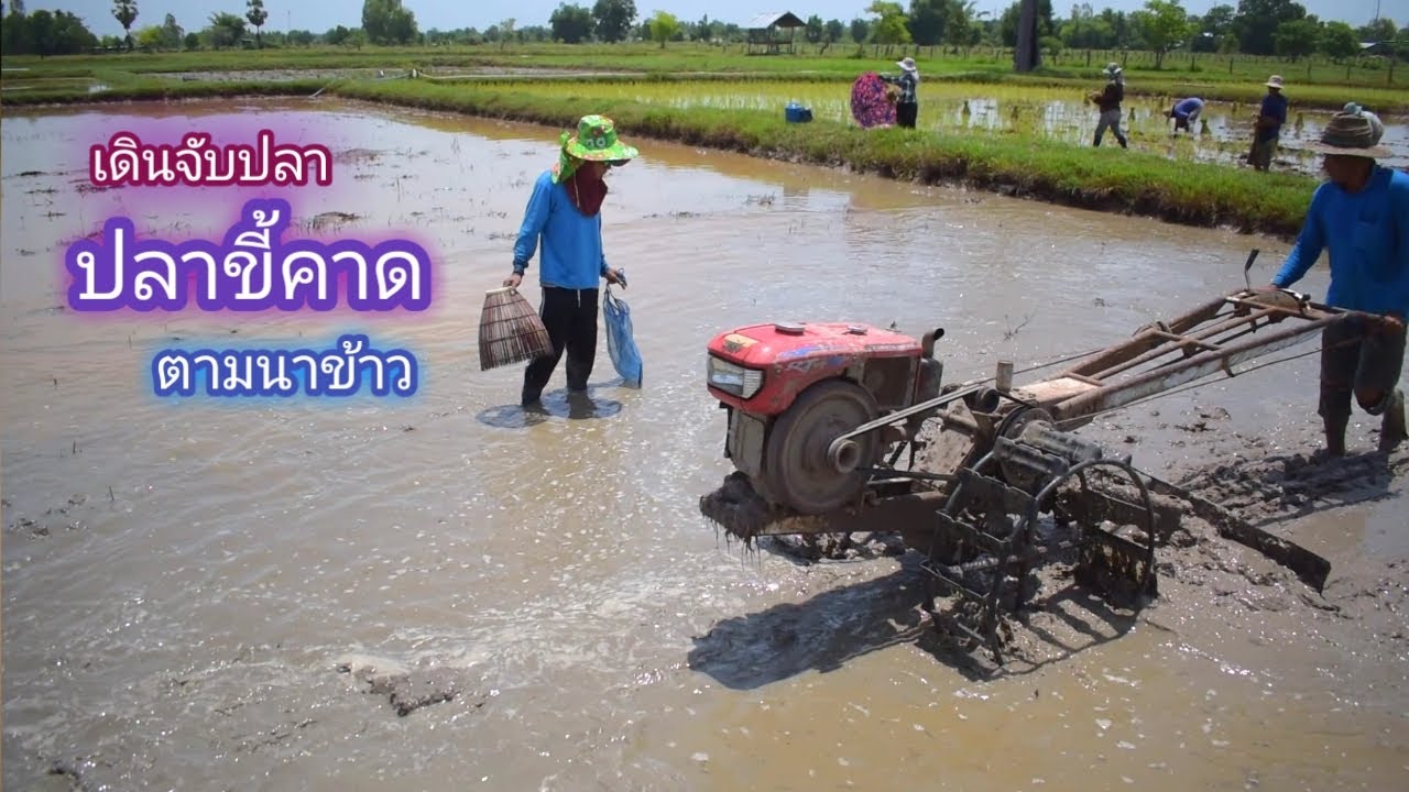 เดินตามรถไถนา จับปลาขี้คาด ปีละครั้ง ปลาเยอะขนาดนี้ สนุกเลย / บ้านนอก EP.338