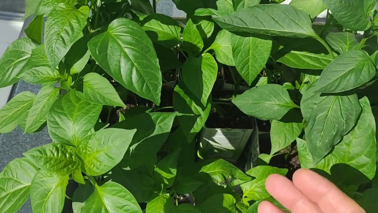 April/ letztes Update zur Chili-Paprika/Setzlinge vorm Start nach draußen/Chilis,Paprika voranzucht