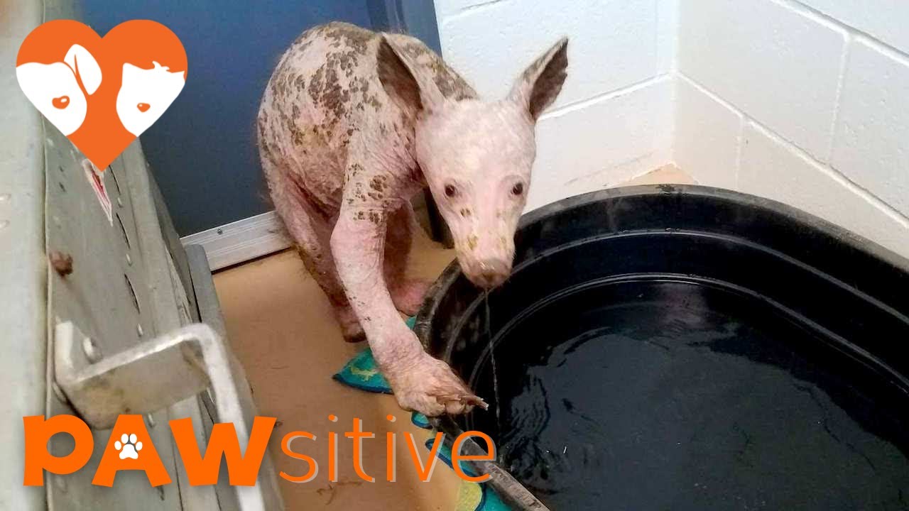 Unknown Animal Discovered in Dumpster - True Species Shocks Everyone | PAWsitive 🧡