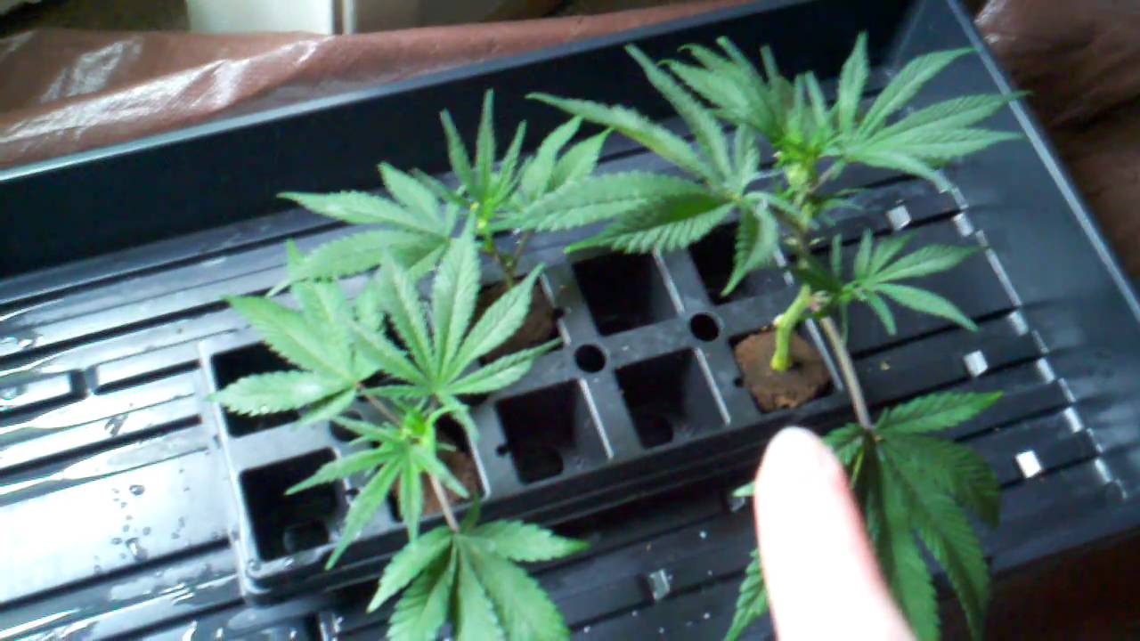 Shoutouts and Qleaner/Purp OG/Blackwater/The Black
