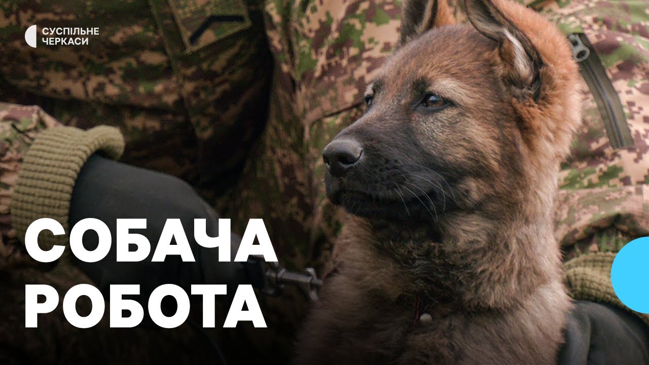 Знайти вибухівку та взяти слід людини тренувались службові собаки Нацгвардії на навчальних зборах