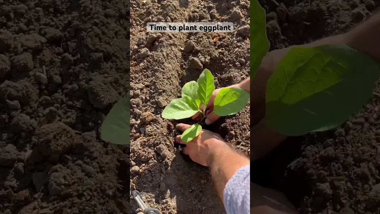 Time to plant eggplant #springgardening #garden #eggplant