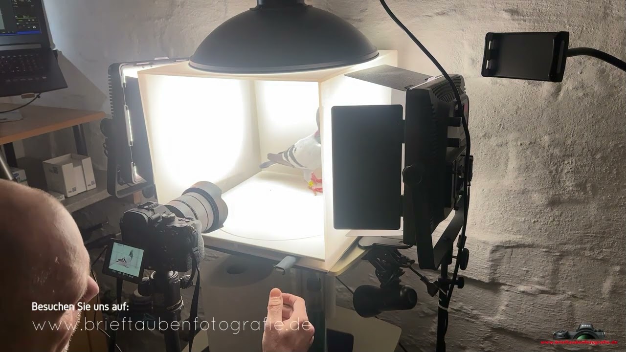 Moderne Brieftauben Fotografie 2026 ! Ein kleiner Einblick !