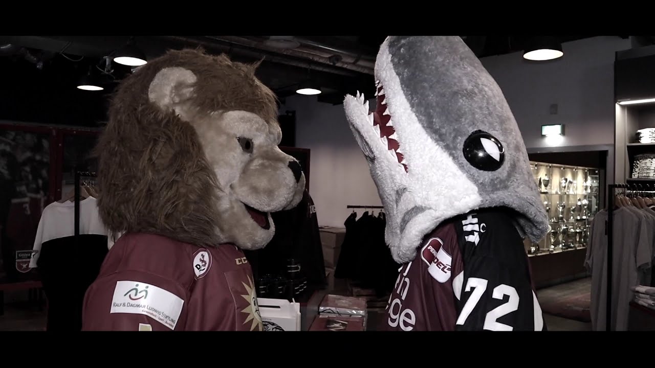 Düssi unterstützt die Haie - was sagt Sharky dazu?