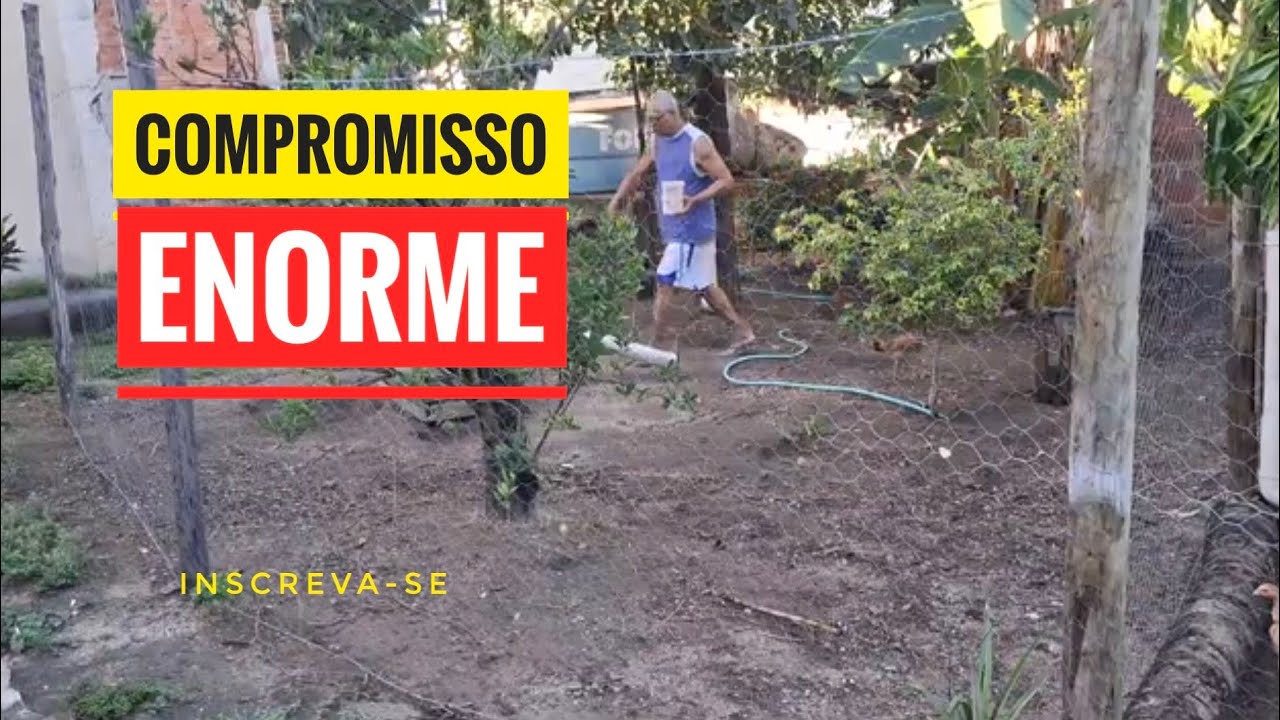 Temos um Compromisso Enorme com Nossas Aves 🐔❤️ | Cuidado, Amor e Responsabilidade.