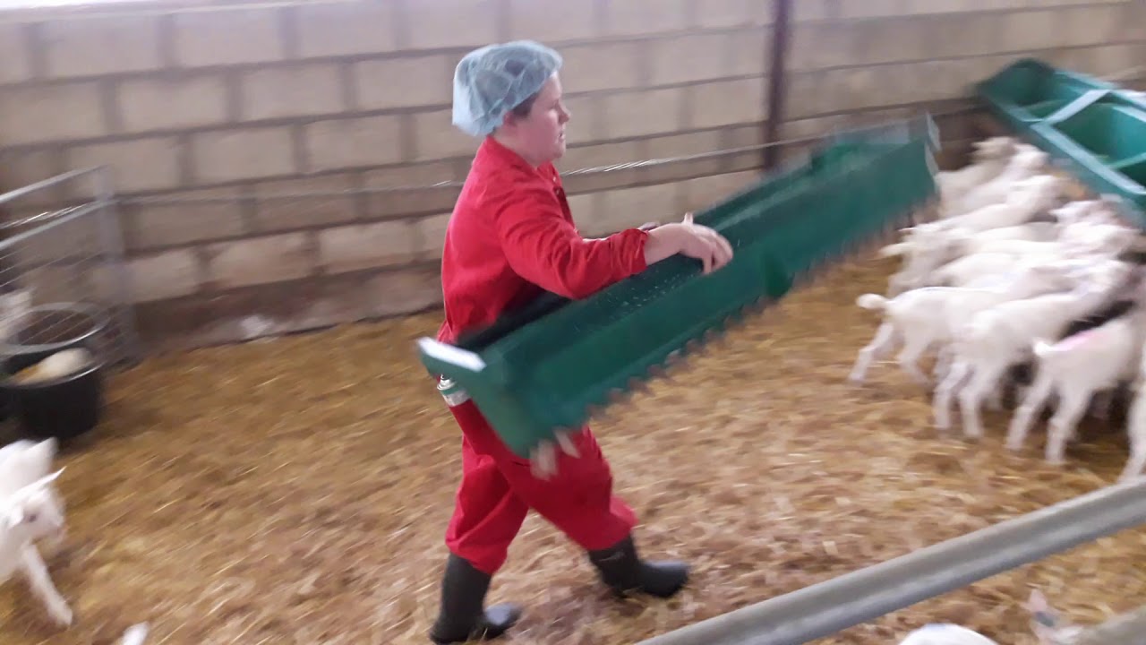 Lammetjes melk geven.