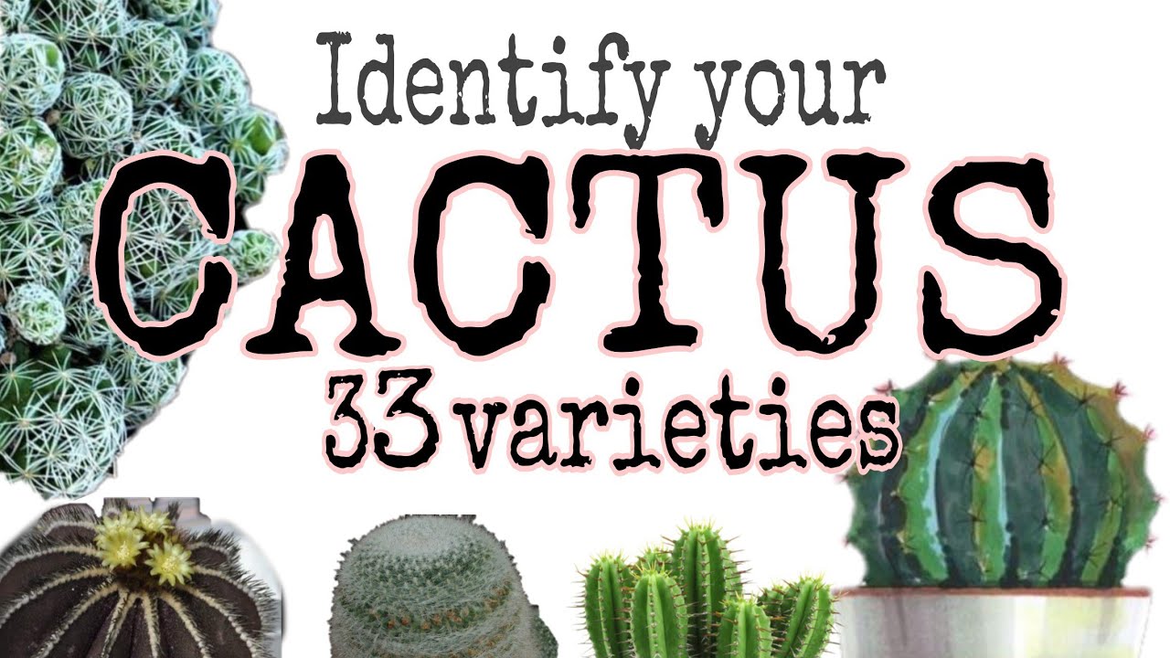 Cactus Varieties with names.