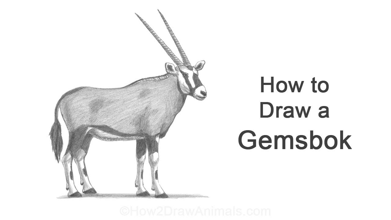 How to Draw a Gemsbok