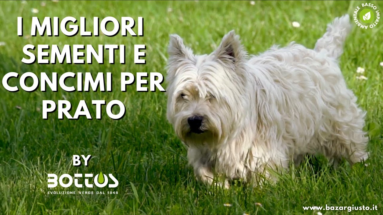 I migliori SEMI E CONCIMI per prato BOTTOS