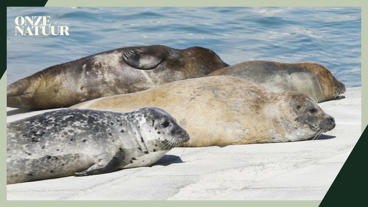 De zeehonden zijn terug in België | Op pad met de boswachter