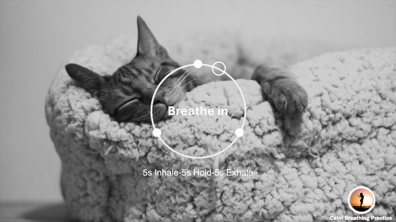 [No Bells] Unwind With This Kitten | Cat Purring | Box Breathing (10 mins)