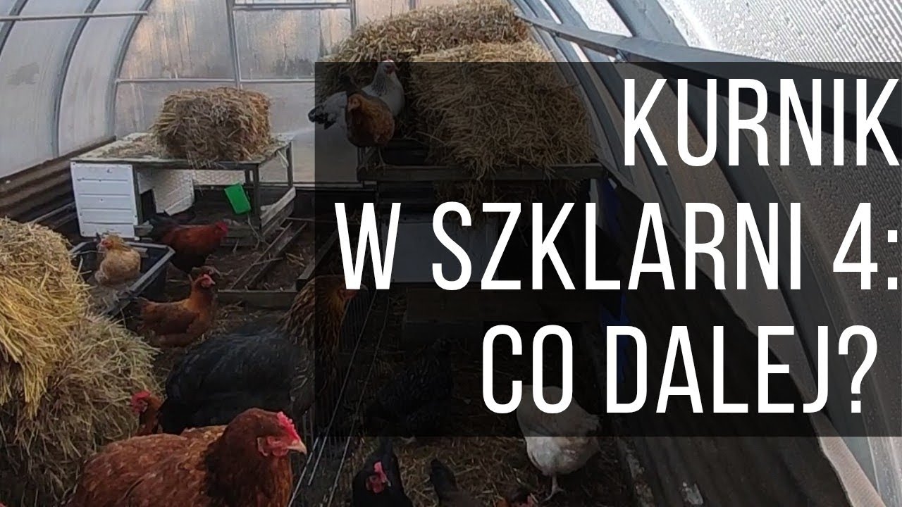 Gdzie teraz trafią kury ze szklarni?