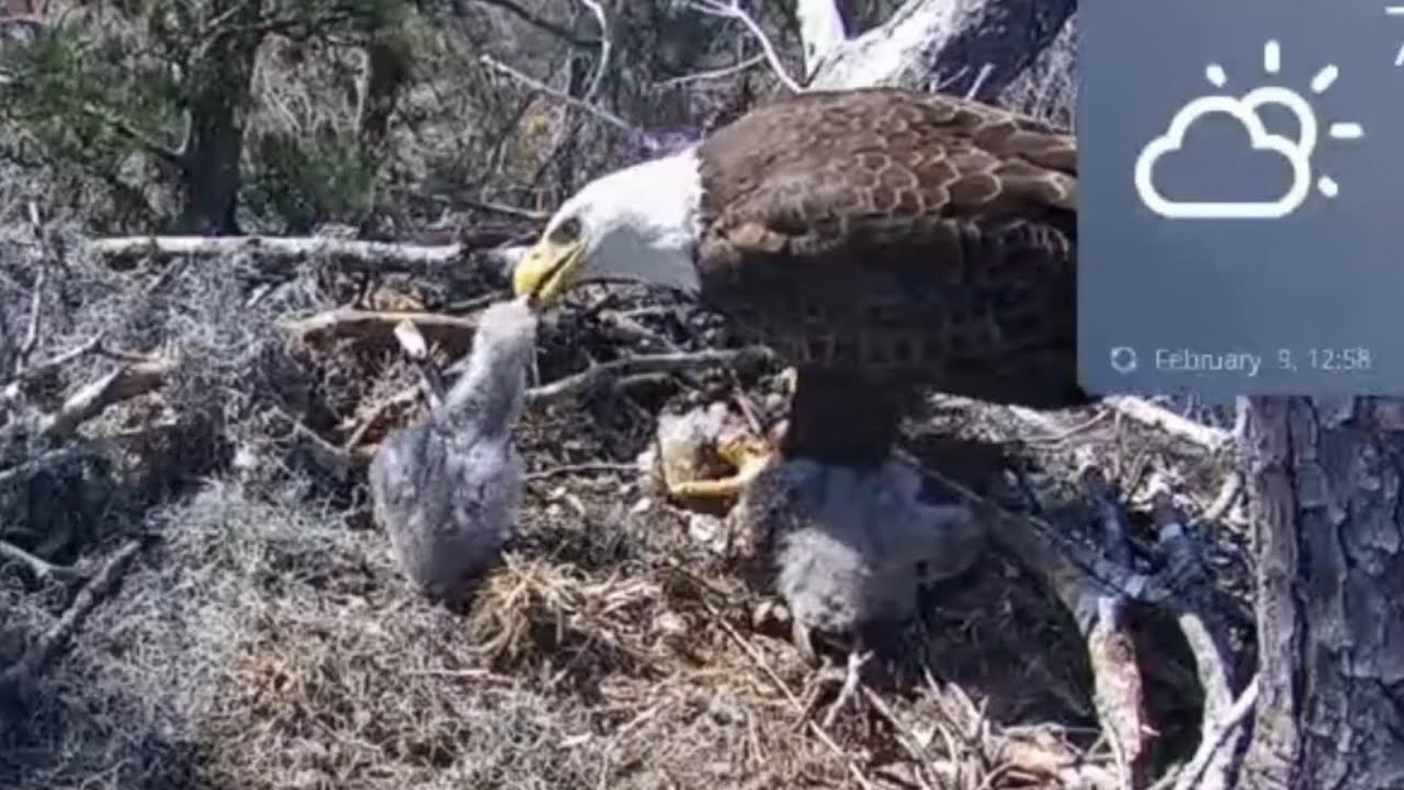 Small eaglet finally gets best feeding of the day | Kisatchie National Forest E-1 | Feb 9, 2026