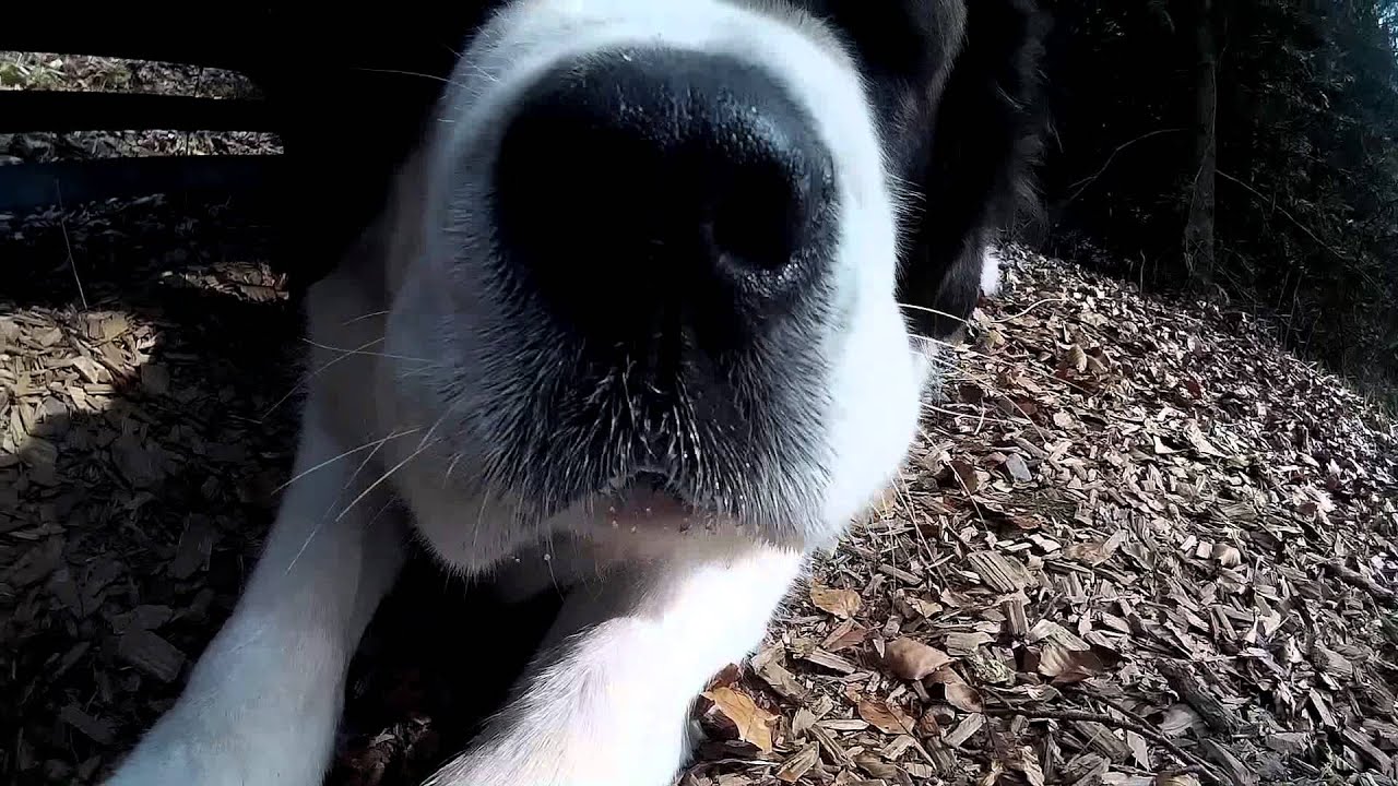 Saint Bernard - Newfoundland adventure