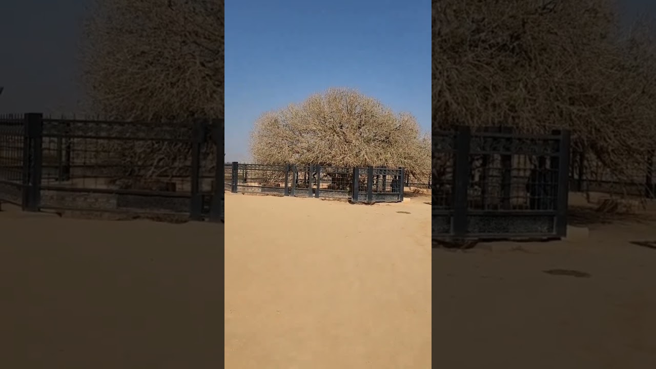 The only living sahabi tree 1400 Years Old Sahabi Tree #shorts