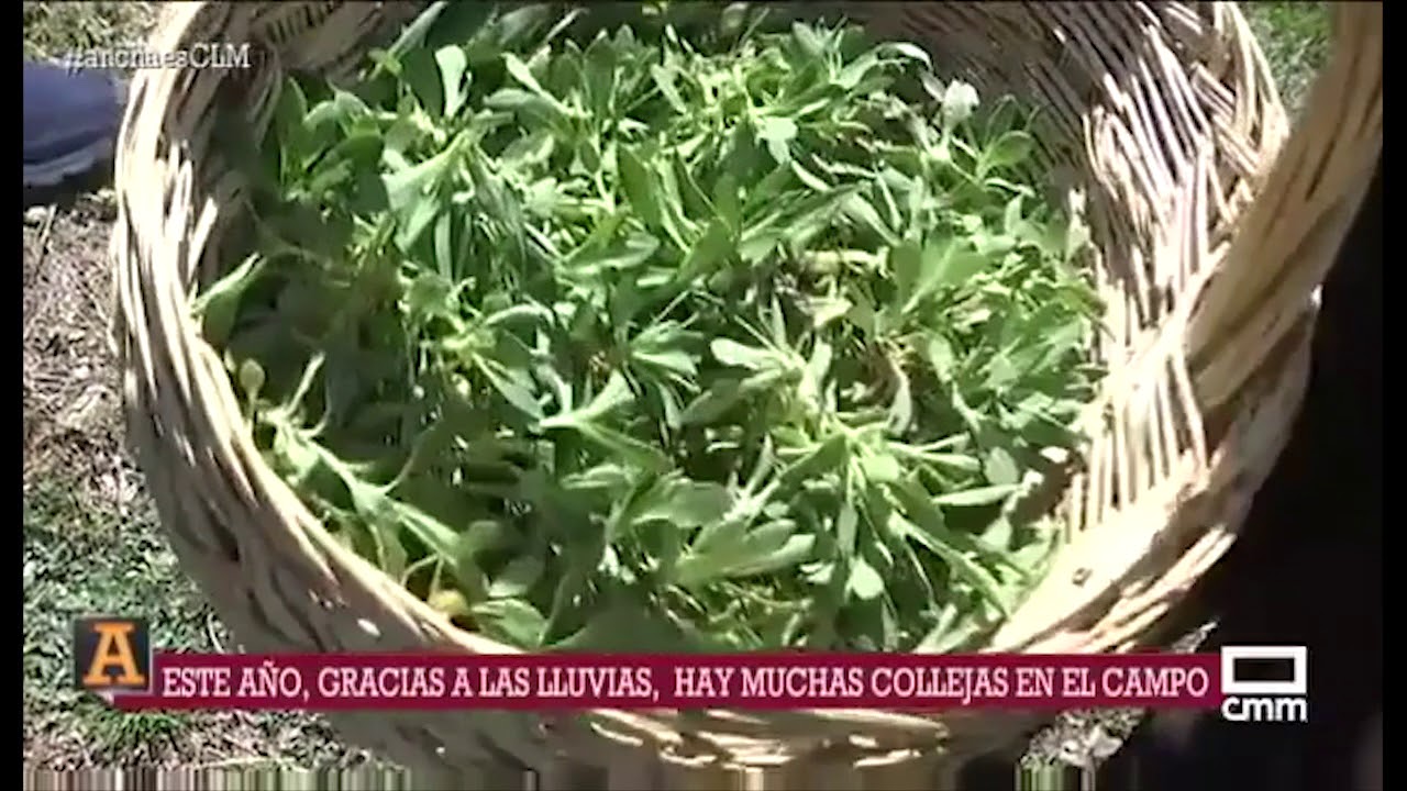 Recogemos collejas en Jabalera. 18/04/2018.