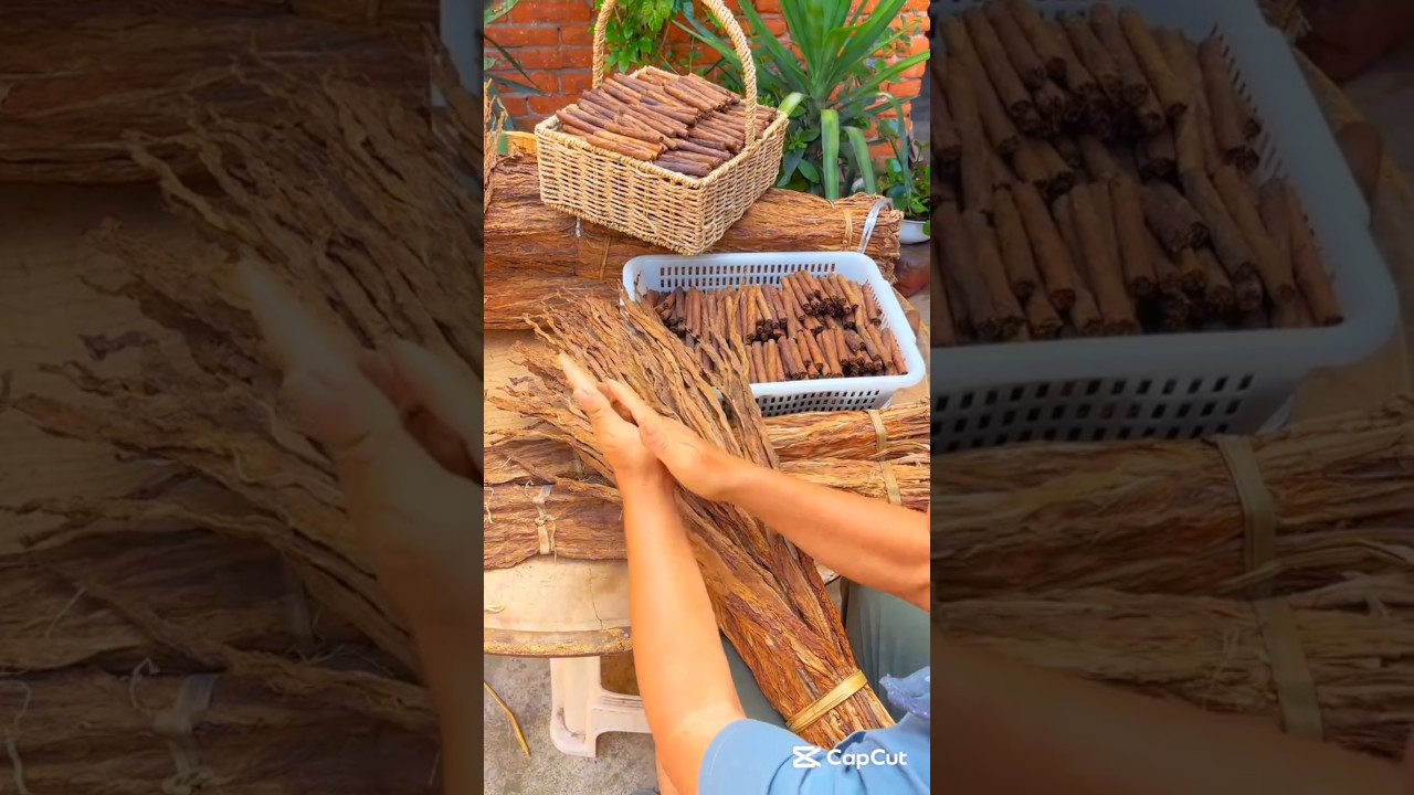 No wonder why handmade cigar is so expensive #cigarette #tobacco
