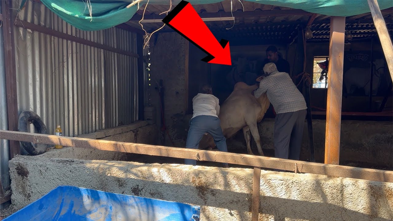 injection देतांनी भीमा ला असा बांधावा लागतो | #khillar #khillarcow ￼