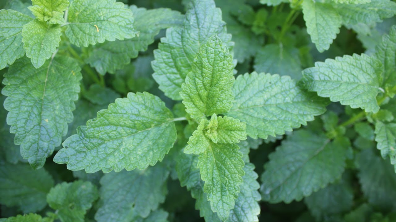 Matičnjak lekovita ukusna mirisna aromatična biljka koju je lako uzgajati u bašti