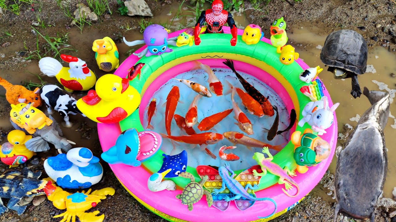 Fishing for ornamental fish in holes, colorful fish, giant catfish, turtles, goose ducks