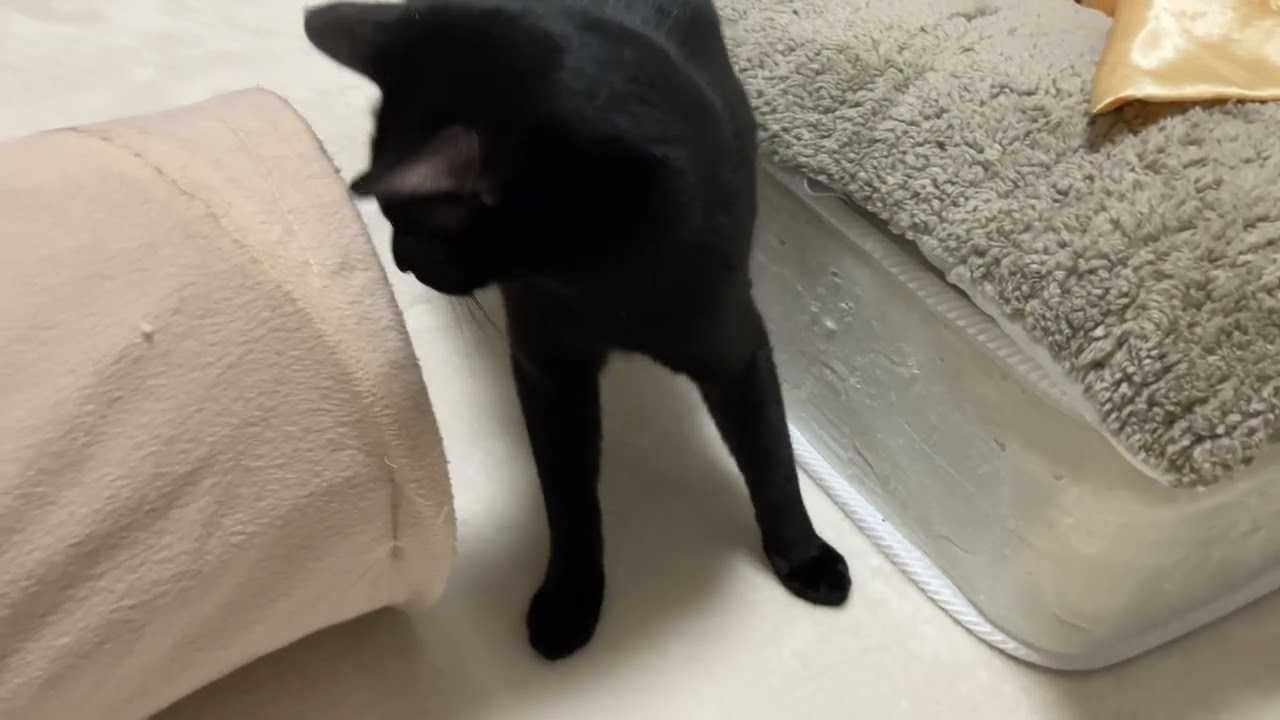 トンネルの穴から荒めの攻撃をしてくるボクNow✴︎黒猫むぎちゃん2026.0209