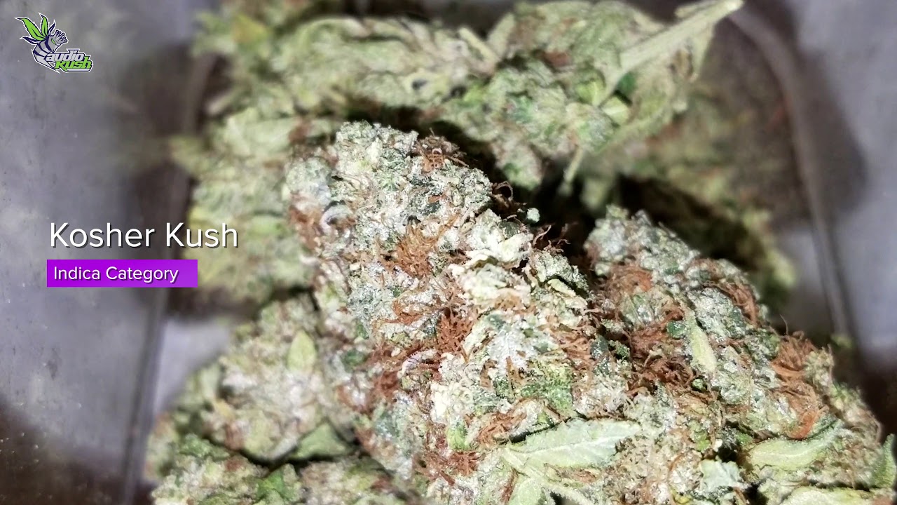 Kosher Kush at Family First Coffeeshop &bull; Jack Herer Cup Amsterdam 2020