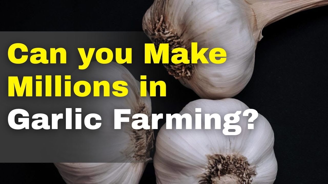 The Truth about Garlic Farming in Kenya: Cost of Garlic Farming in Kenya per Acre 2025