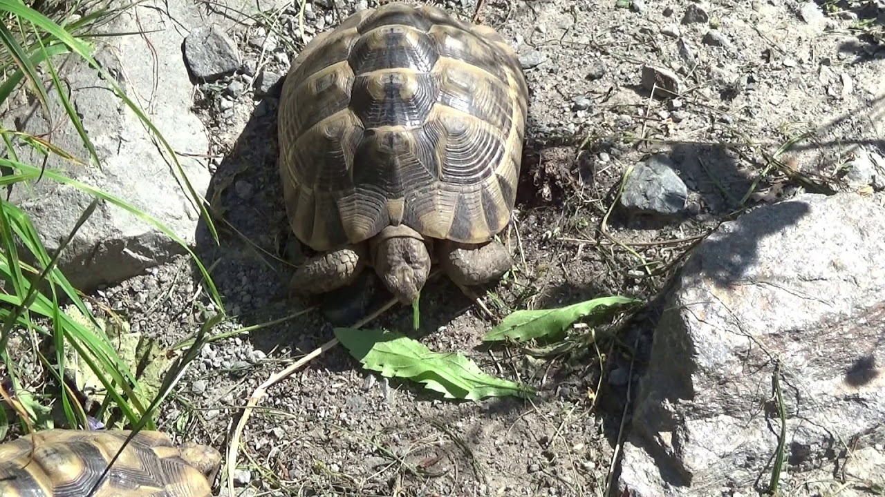 Europäische Landschildkröten richtig fütten, 6