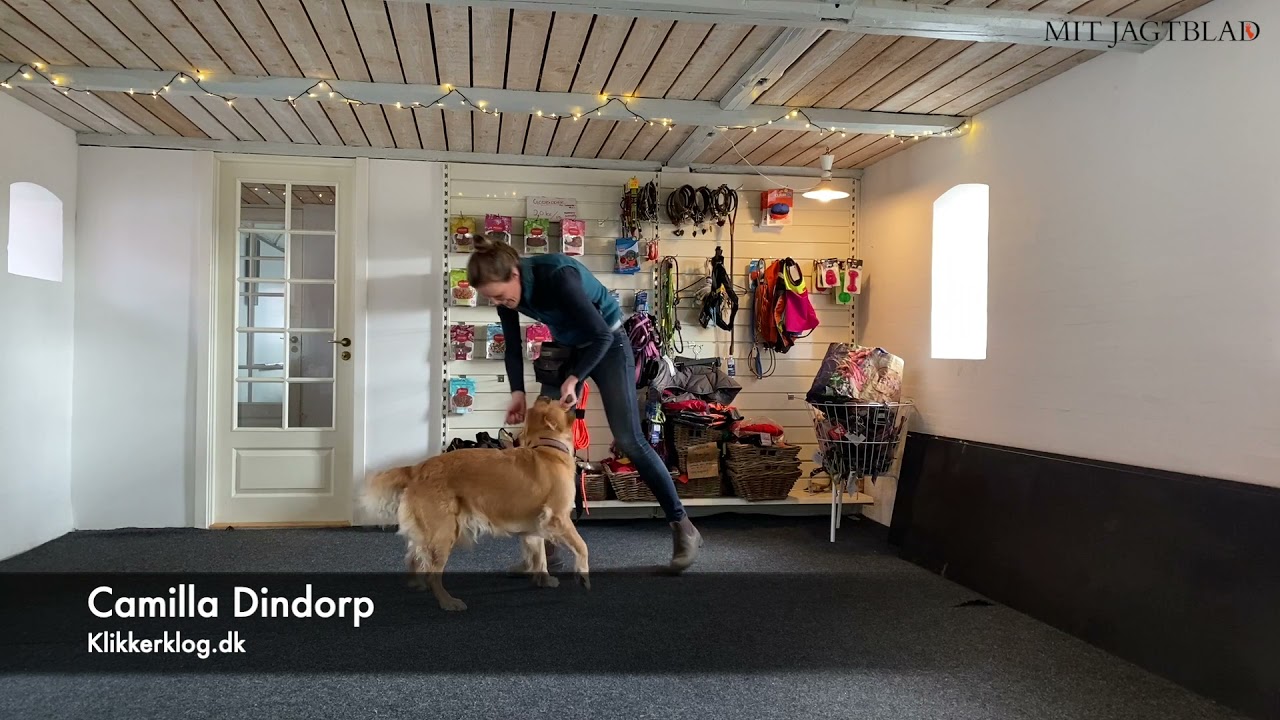 Stopfl&oslash;jt - &oslash;velse 4: frivillig sit for kastet godbid under leg/jagt