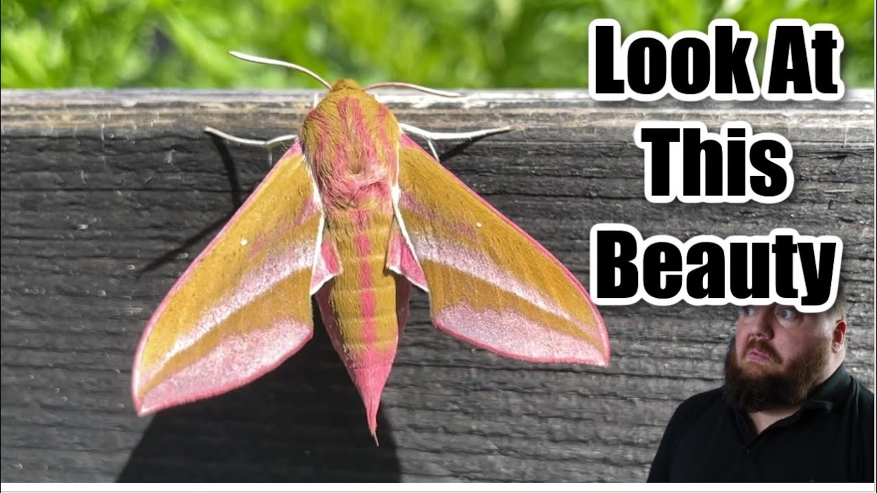 This Giant Moth Emerged In My Garden
