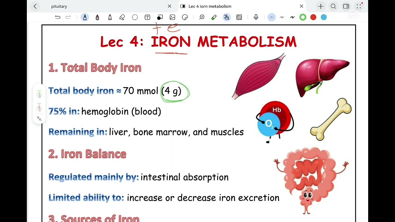 Lec 4 biochemistry blood module iorn metabolism 