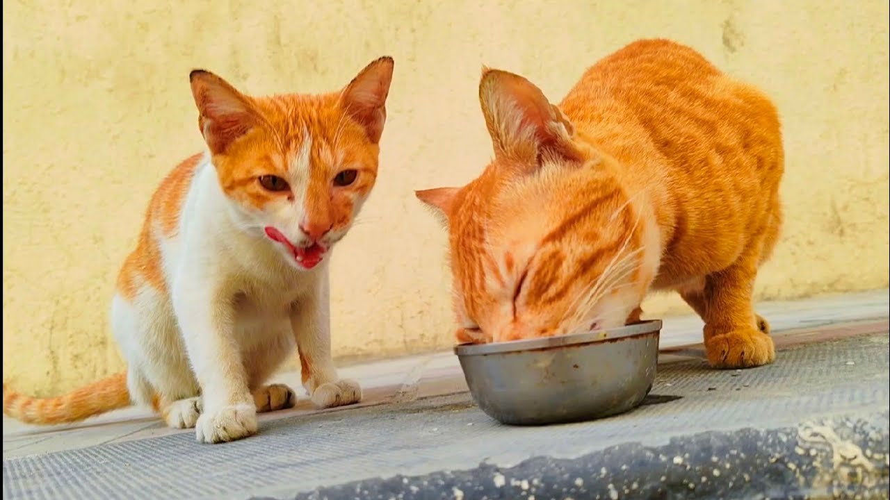Golden stray cats get milk in the🌞❤️🌿 morning & Fed with milk #cat#streetcats