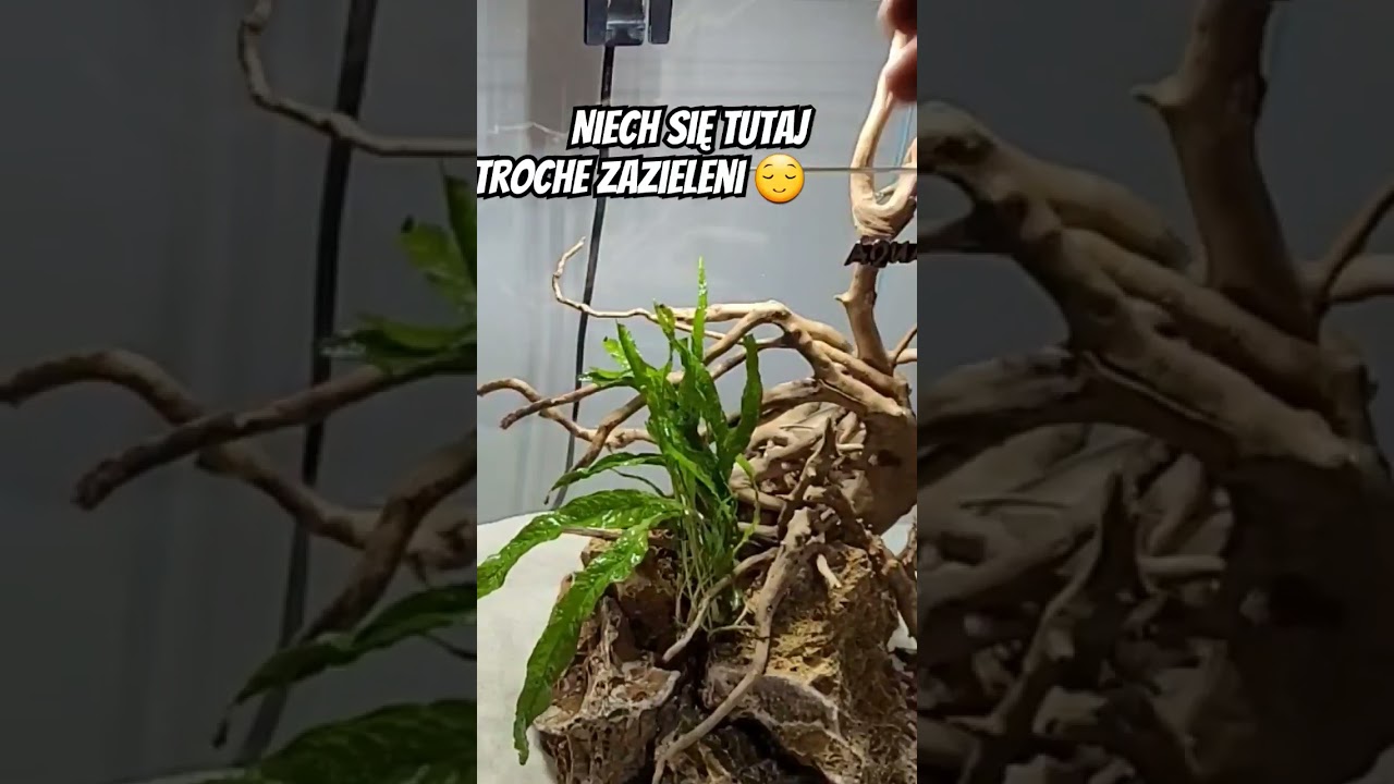 #plantedtanks #plantedaquarium #aquariumplants #aquariumdesign #aquariumhobby